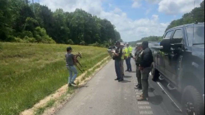 ‘We see a little bit of everything:’ Officers find kangaroo on Ala. interstate