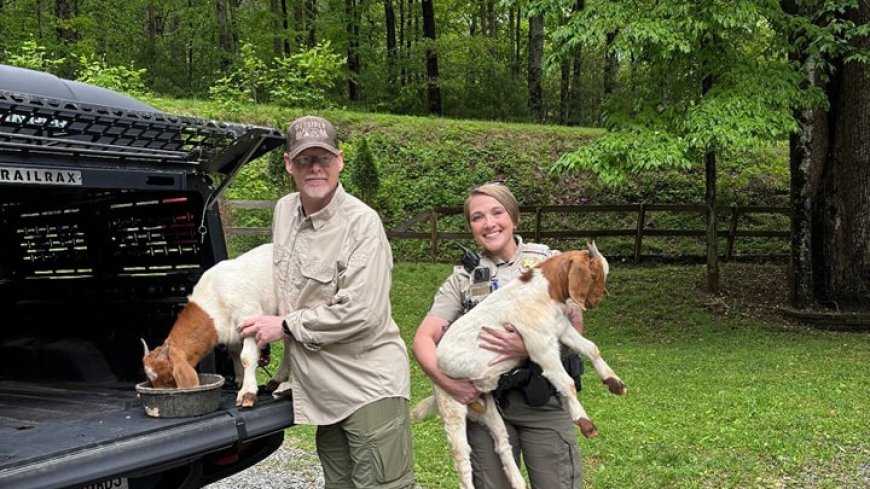 Herd of ‘hoofed hooligans’ escape — and end up 14 miles from home, Ga. cops say