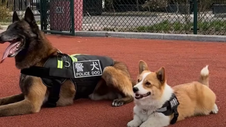 China’s first police corgi gains online notoriety: ‘His short legs have actually become an advantage’