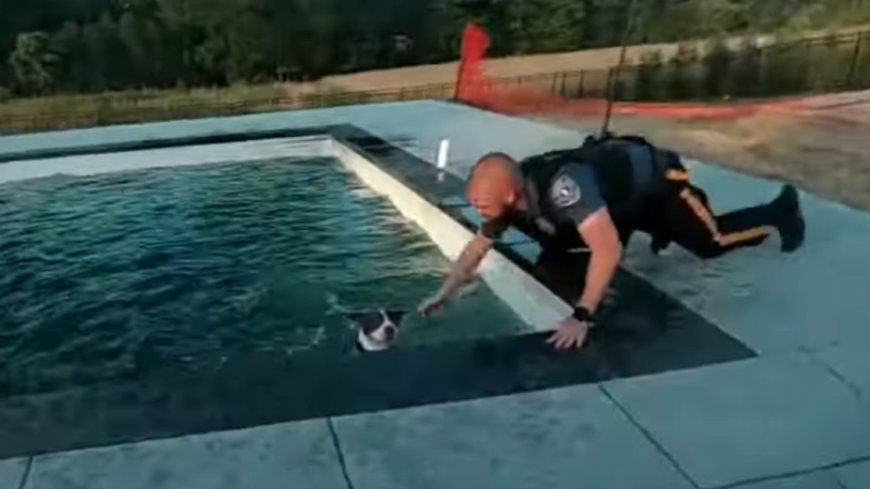 Video: N.J. officers pull drowning lost dog from pool